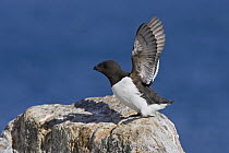 Little Auk (Alle alle) stretching wings, Spitsbergen, Norway
