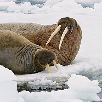 Walrus (Odobenus rosmarus) male and female on ice floe, Svalbard, Norway