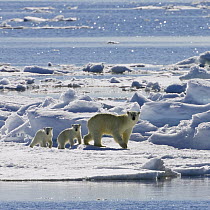 Polar Bear (Ursus maritimus) mother with cubs on ice floe, Svalbard, Norway