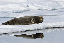 Bearded Seal (Erignathus barbatus) on ice floe, Spitsbergen, Norway