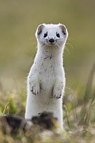 Short-tailed Weasel (Mustela erminea) in winter coat standing upright, Germany