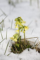 Oxlip (Primula elatior) in snow, Germany