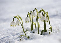 Spring Snowflake (Leucojum vernum) in snow, Bavaria, Germany
