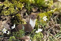 Least Weasel (Mustela nivalis) amid wildflowers, Germany