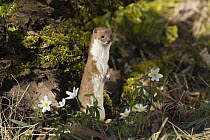 Least Weasel (Mustela nivalis) standing upright, Germany