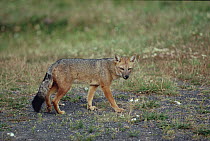Andean Red Fox (Pseudalopex culpaeus), Torres del Paine National Park, Chile