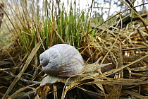 Edible Snail (Helix pomatia), Bavaria, Germany