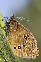 Ringlet (Aphantopus hyperantus) butterfly covered with dew, Upper Bavaria, Germany