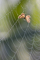 Moth in spiderweb, Bavaria, Germany