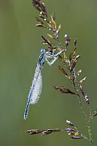 Common Blue Damselfly (Enallagma cyathigerum) covered with dew, Bavaria, Germany