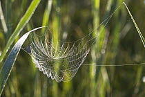 Spider web sagging under the weight of dew, Bavaria, Germany