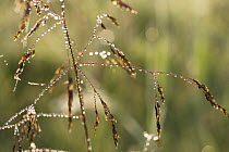 Dew drops on grass, Germany