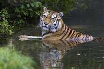 Siberian Tiger (Panthera tigris altaica) bathing, native to Siberia