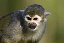South American Squirrel Monkey (Saimiri sciureus) portrait, native to South America