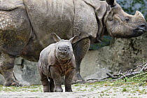 Indian Rhinoceros (Rhinoceros unicornis) calf with mother, native to India