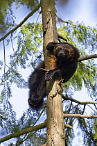 Wolverine (Gulo gulo) resting in tree, native to North America and Europe