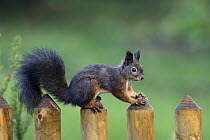 Eurasian Red Squirrel (Sciurus vulgaris) on fence, Bavaria, Germany