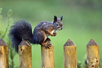 Eurasian Red Squirrel (Sciurus vulgaris) on garden fence, Bavaria, Germany