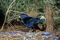Satin Bowerbird (Ptilonorhynchus violaceus) male amidst blue ornaments with female in bower, Victoria, Australia