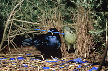Satin Bowerbird (Ptilonorhynchus violaceus) male arranging blue ornaments to impress female in bower, Victoria, Australia