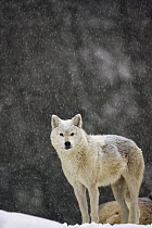Timber Wolf (Canis lupus) female, temperate North America