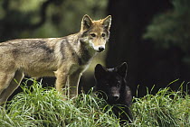 Timber Wolf (Canis lupus) juveniles, four months old, temperate North America