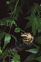 Pacific Tree Frog (Hyla regilla), Pacific Coast, North America