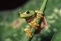 Dainty Tree Frog (Litoria gracilenta) wet tropical climate, northeastern Australia