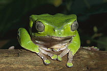 Giant Monkey Frog (Phyllomedusa bicolor), northern Brazil