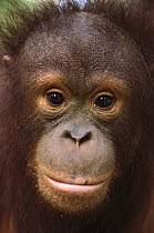 Orangutan (Pongo pygmaeus) close-up portrait of juvenile, Borneo