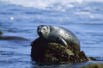 Harbor Seal (Phoca vitulina) hauled out on a rock Pacific Coast, North America