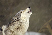 Timber Wolf (Canis lupus) howling, temperate North America