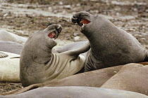 Northern Elephant Seal (Mirounga angustirostris) males fighting, Ano Nuevo, California