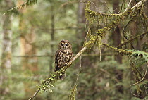 Northern Spotted Owl (Strix occidentalis caurina) perching on branch in forest, Pacific Northwest, North America