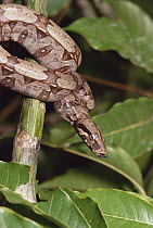 Boa Constrictor (Boa constrictor) coiled around branch, northern South America
