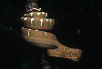 Emerald Tree Boa (Corallus caninus) neo-tropics, Amazon Basin