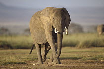 African Elephant (Loxodonta africana) walking towards camera, sub-Sahara, east Africa