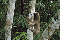 Pale-throated Three-toed Sloth (Bradypus tridactylus) climbing tree trunk, Amazon Basin, South America