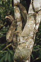 Pale-throated Three-toed Sloth (Bradypus tridactylus), Amazon Basin, Brazil