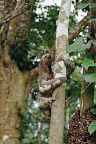Pale-throated Three-toed Sloth (Bradypus tridactylus) in tree, native to the Amazon Basin to Central America