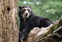 Spectacled Bear (Tremarctos ornatus) in tree, South America
