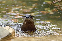 North American River Otter (Lontra canadensis) portrait with head out of water, Sub-arctic Aquatic, North America
