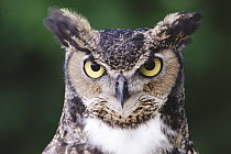 Great Horned Owl (Bubo virginianus) portrait, front view, North America