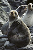Northern Fur Seal (Callorhinus ursinus) portrait on beach northeastern Pacific Coast, North America, vulnerable