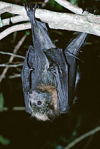 Gray-headed Flying Fox (Pteropus poliocephalus) hanging from tree, night time, eastern woodlands, Australia