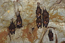 Intermediate Roundleaf Bat (Hipposideros larvatus) hanging from cave ceiling, Taman Negara National Park, Malaysia
