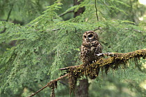 Northern Spotted Owl (Strix occidentalis caurina) on moss covered branch in temperate rainforest, Pacific Northwest, North America