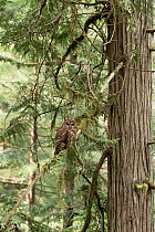 Northern Spotted Owl (Strix occidentalis caurina) perching on branch in forest, Pacific Northwest coast, North America
