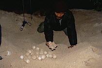 Green Sea Turtle (Chelonia mydas) eggs being retrieved by ranger in preparation for incubation, South Pacific