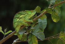 Parson's Chameleon (Calumma parsonii) female, eastern rainforest, Madagascar